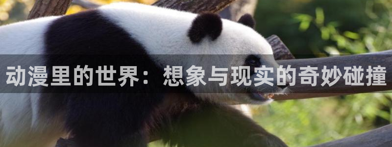 动漫天堂岛